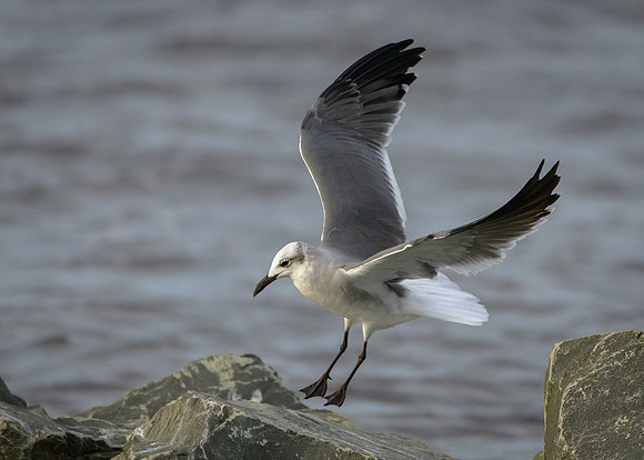 Laughing Gull