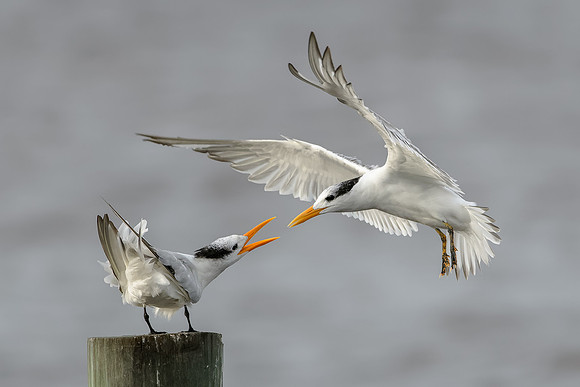 Royal Terns