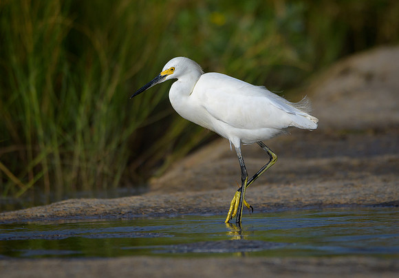 Snowy Egret