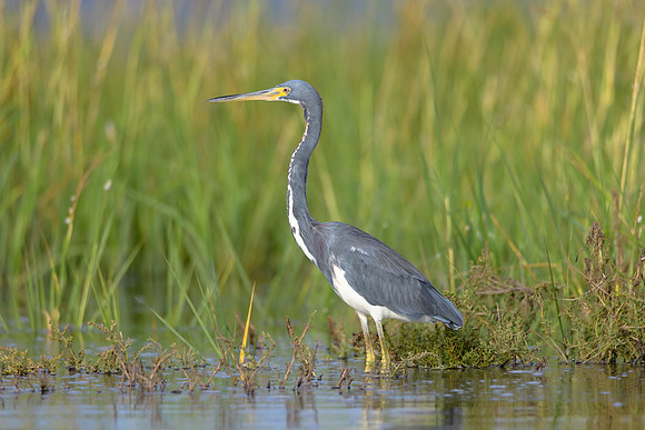 Tri-colored Heron