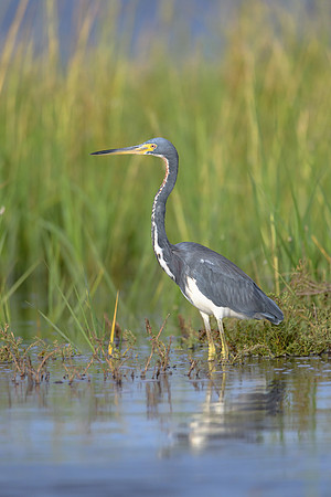 Tri-colored Heron