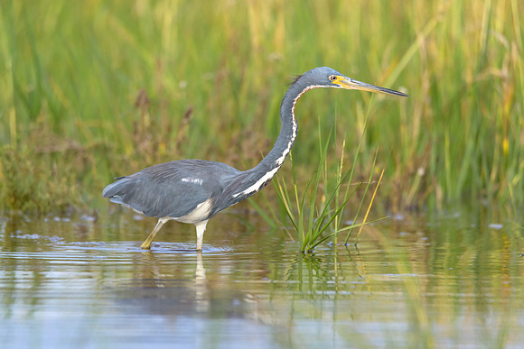 Tri-colored Heron