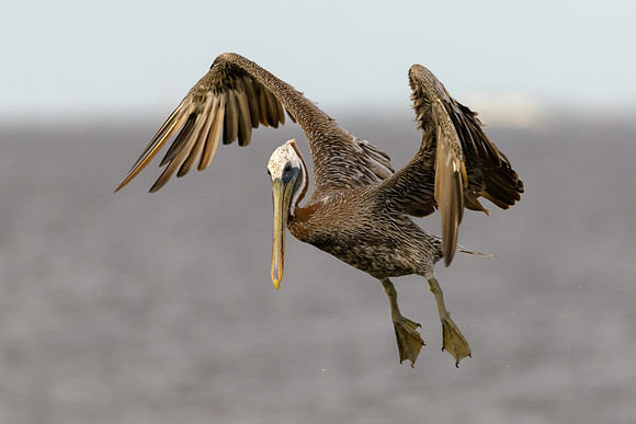 Brown Pelican