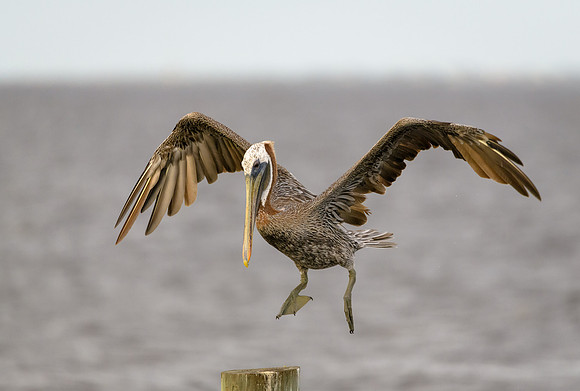 Brown Pelican
