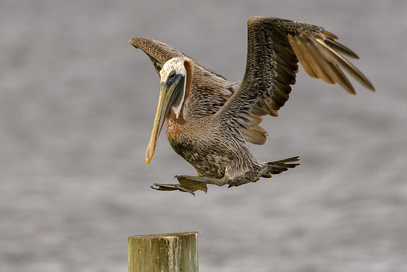 Brown Pelican