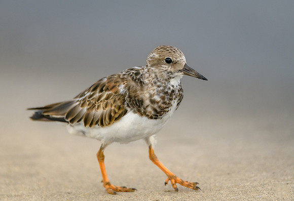Ruddy Turnstone