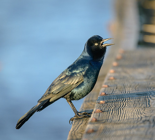 Grackle