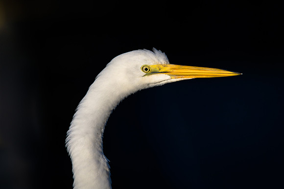 Great Egret