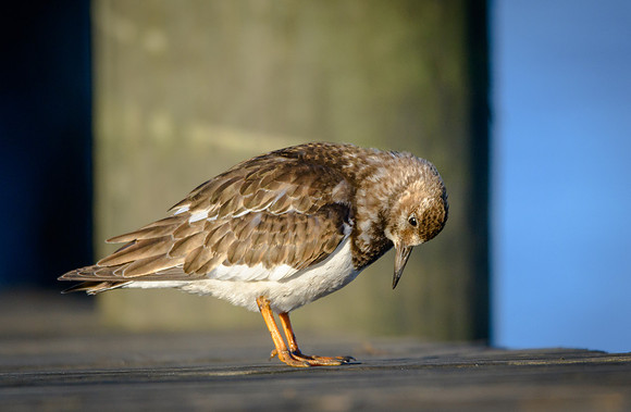 Ruddy Turnstone