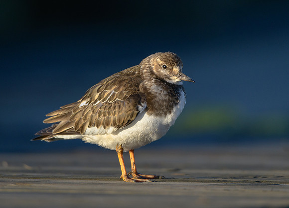 Ruddy Turnstone