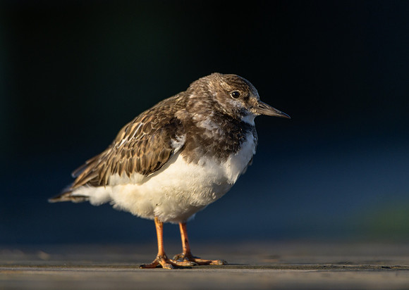 Ruddy Turnstone