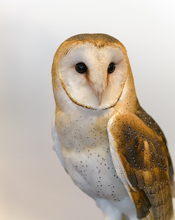 Barn Owl