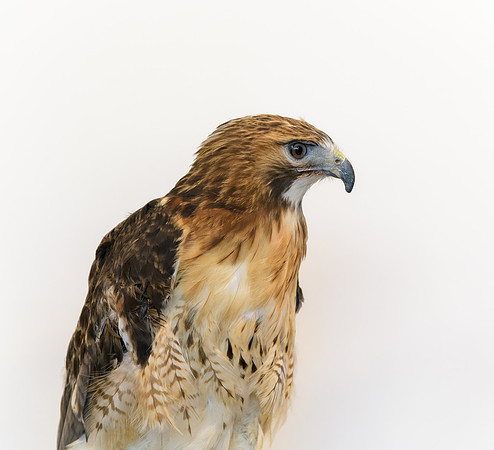Red-tailed Hawk