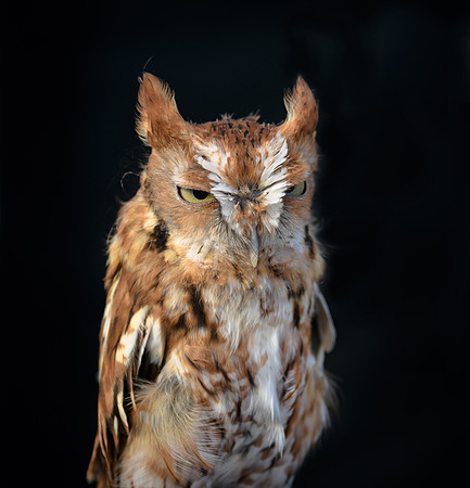 Eastern Screech Owl