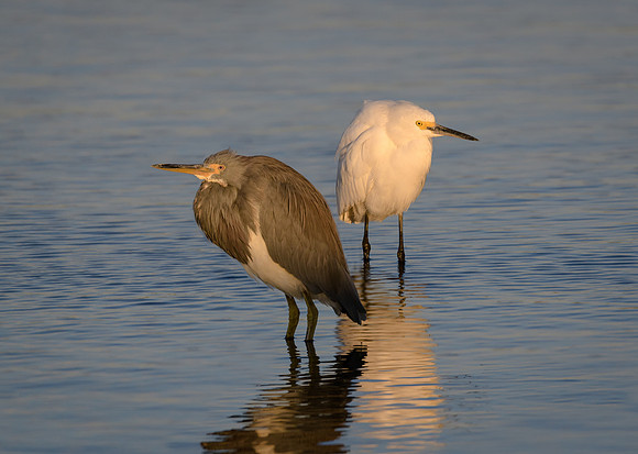 Tai-Colored Heron and Snowy Egret