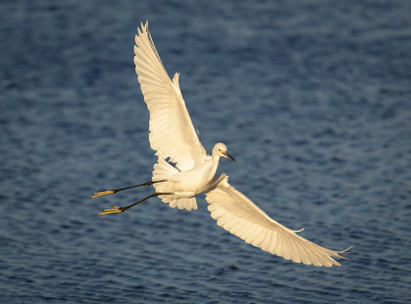 Snowy Egret