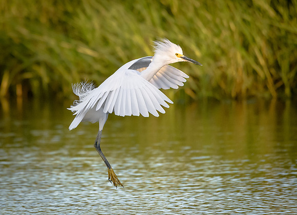 Snowy Egret