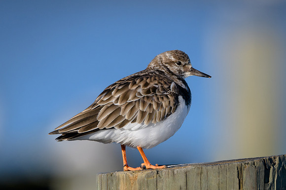 Ruddy Turnstone