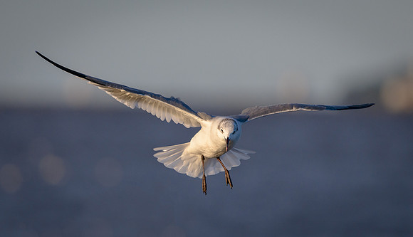 Laughing Gull