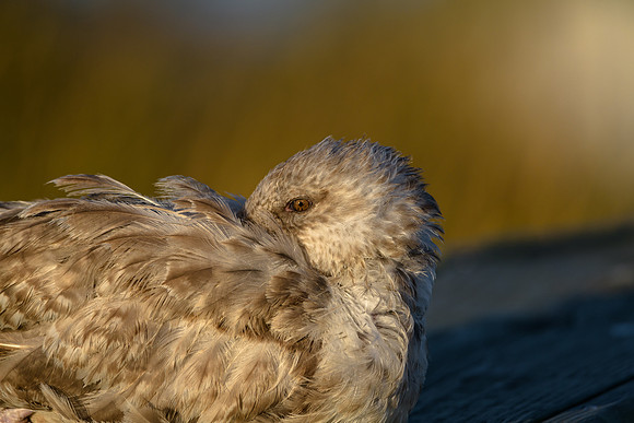 Young Herring Gull