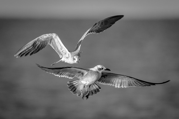 Laughing Gulls