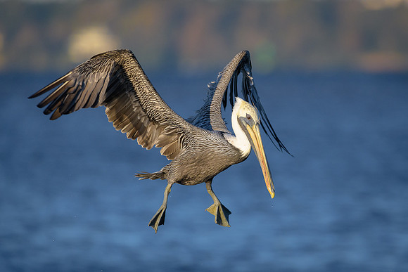 Brown Pelican