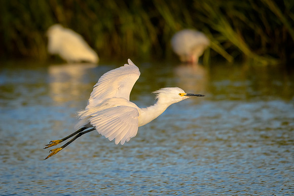 Snowy Egret