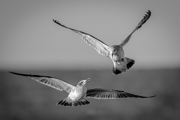 Laughing Gulls
