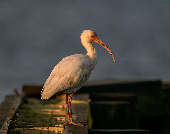 White Ibis