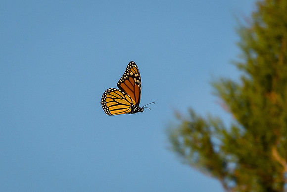 Monarch Butterfly in flight