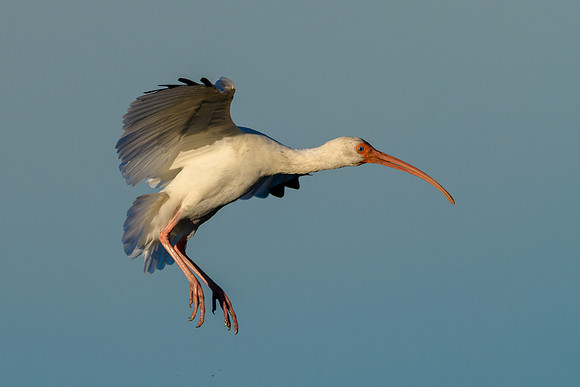 White Ibis