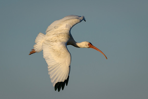 White Ibis