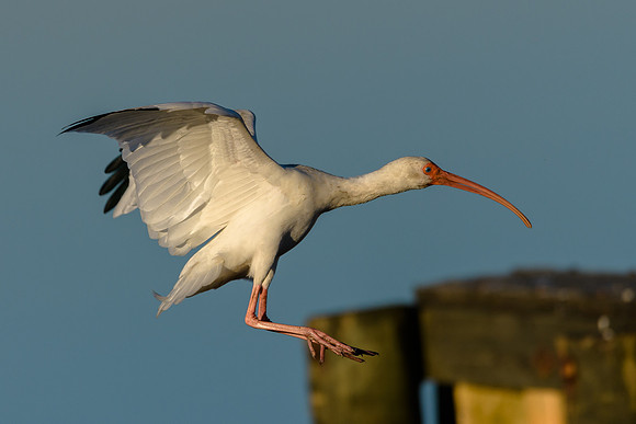 White Ibis