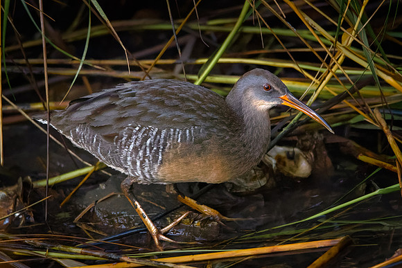 Clapper Rail