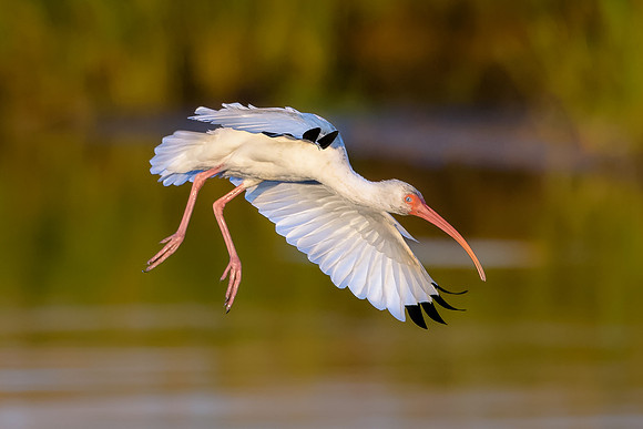 White Ibis
