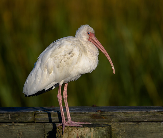 White Ibis