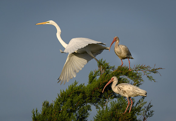 Ibis and Great White Egret
