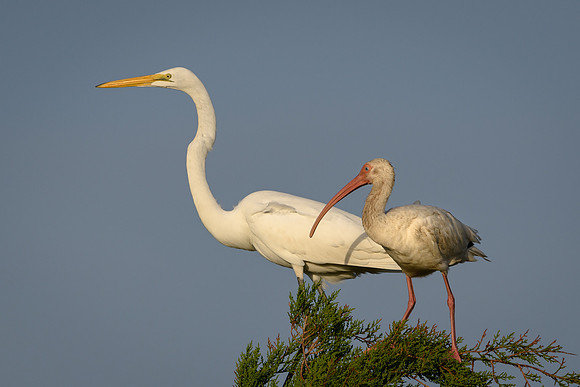 Great White Egret and Ibis