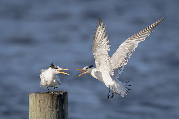 Royal Tern