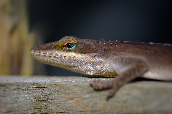 Anole