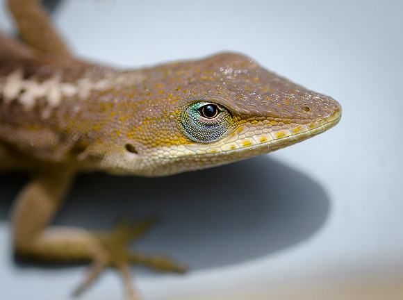 Anole