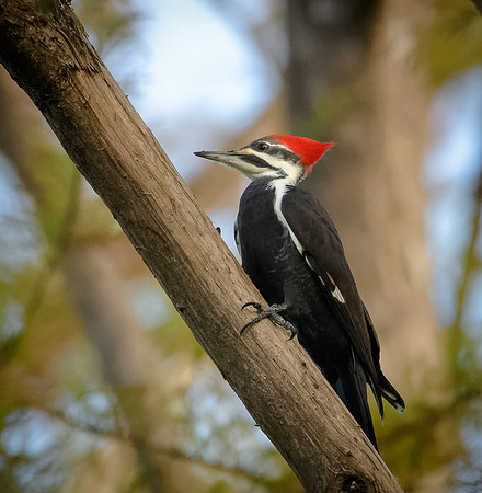 Pileated Woodpecker