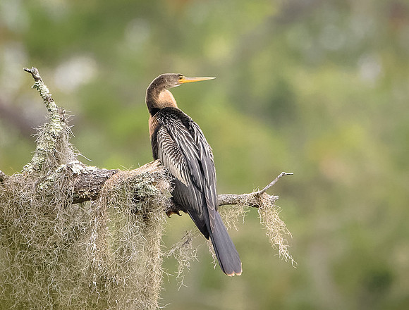Anhinga