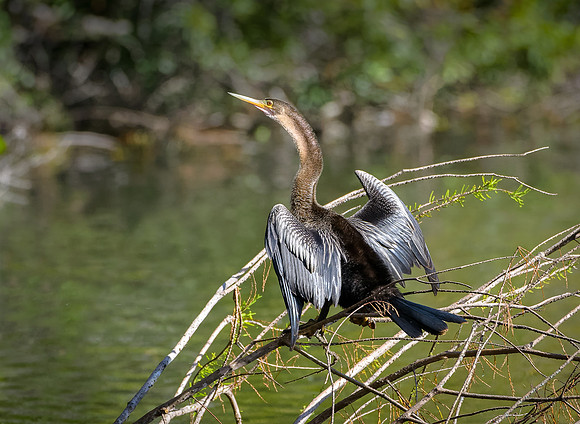Anhinga