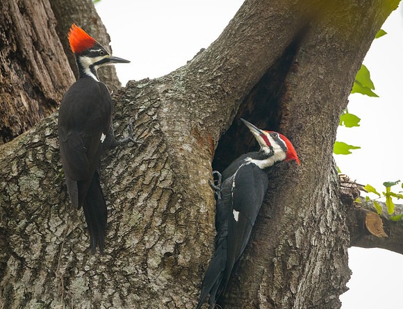 Pileated Woodpecker