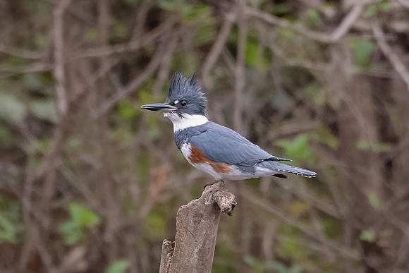 Belted Kingfisher