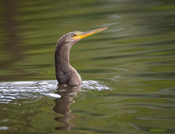 Anhinga