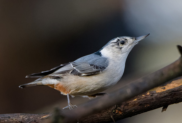 White-Breasted Nuthatch