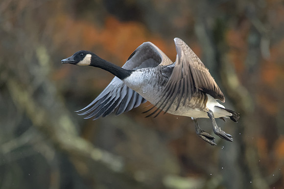 Canada Goose