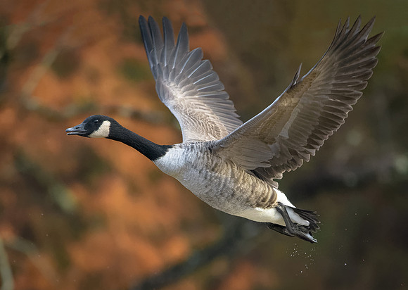 Canada Goose